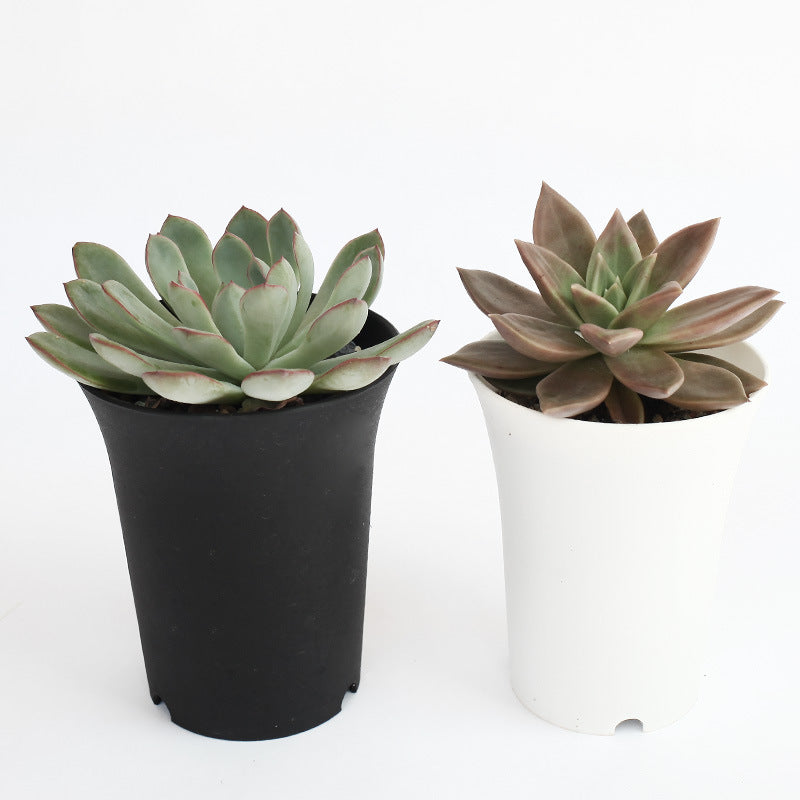 Succulent flowerpot plastic flowerpot